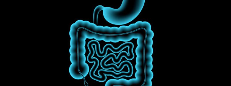 Stomach_3D_11